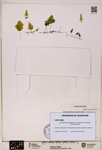 Hymenophyllum dicranotrichum [Espécimen: UDEC:CONC:0192954]