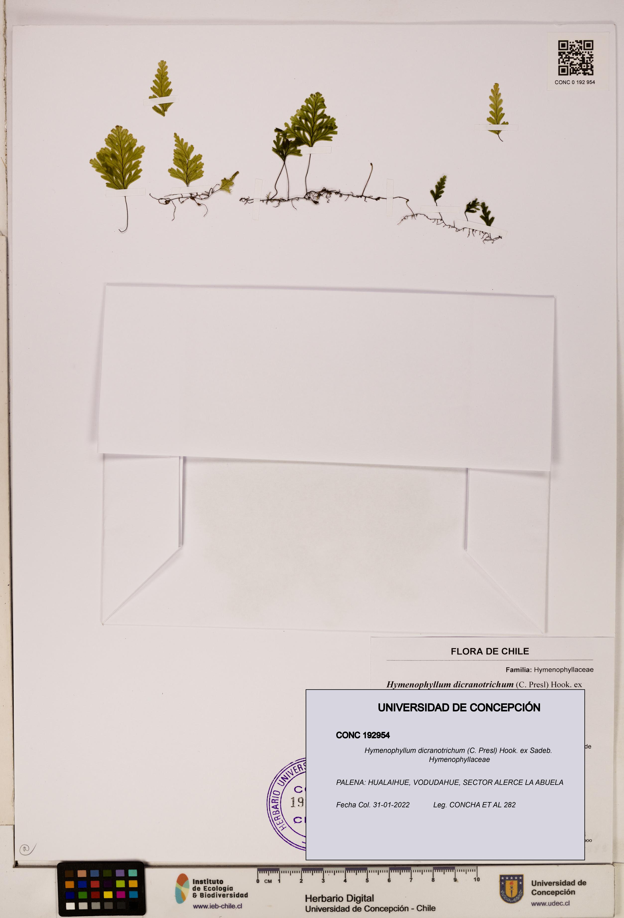 Hymenophyllum dicranotrichum [Espécimen: UDEC:CONC:0192954]
