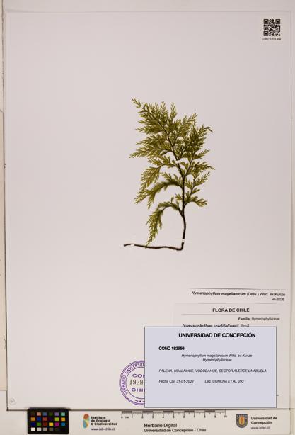 Hymenophyllum magellanicum [Espécimen: ]