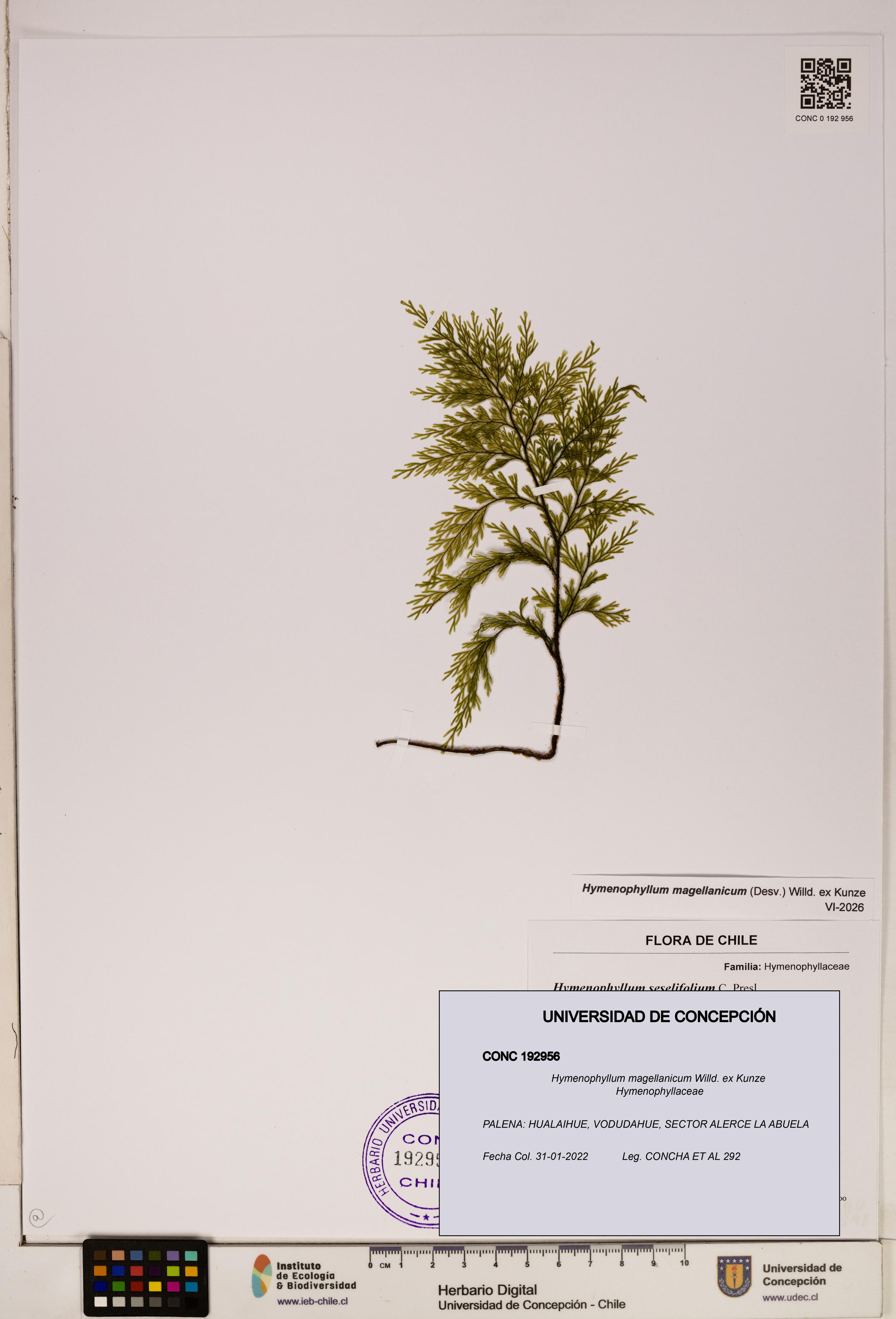 Hymenophyllum magellanicum [Espécimen: ]