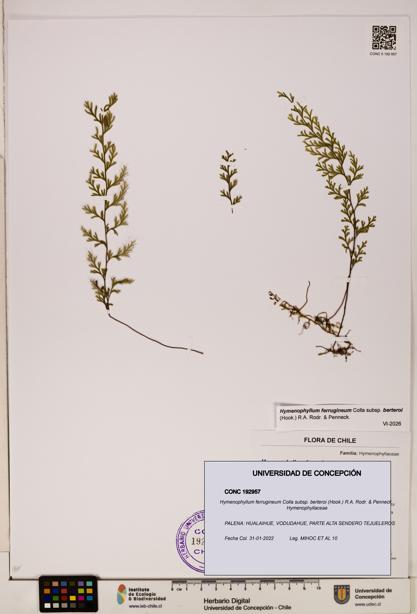 Hymenophyllum ferrugineum subsp. berteroi [Espécimen: UDEC:CONC:0192957]