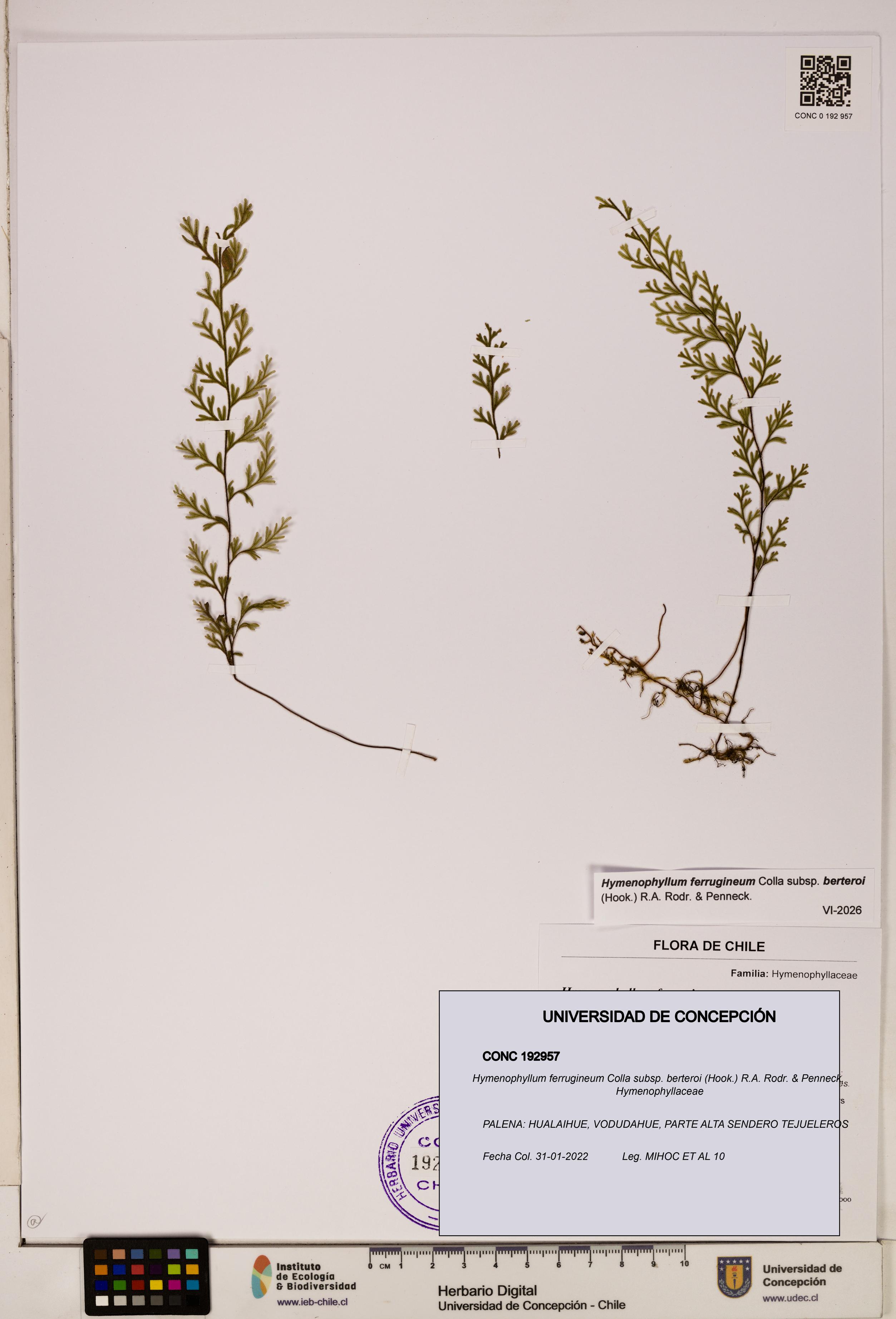 Hymenophyllum ferrugineum subsp. berteroi [Espécimen: UDEC:CONC:0192957]