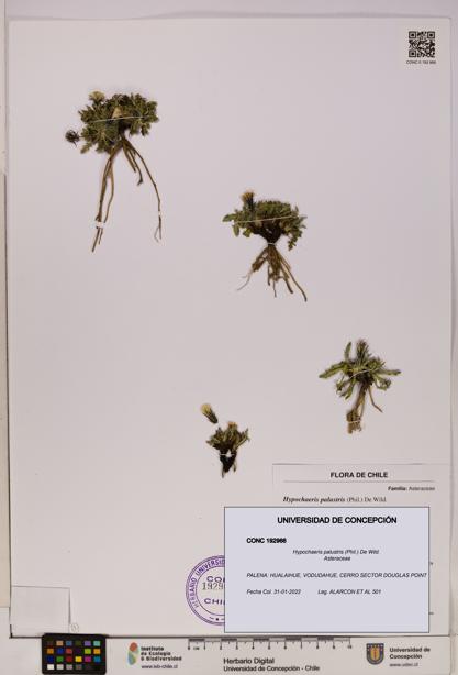 Hypochaeris palustris [Espécimen: UDEC:CONC:0192966]