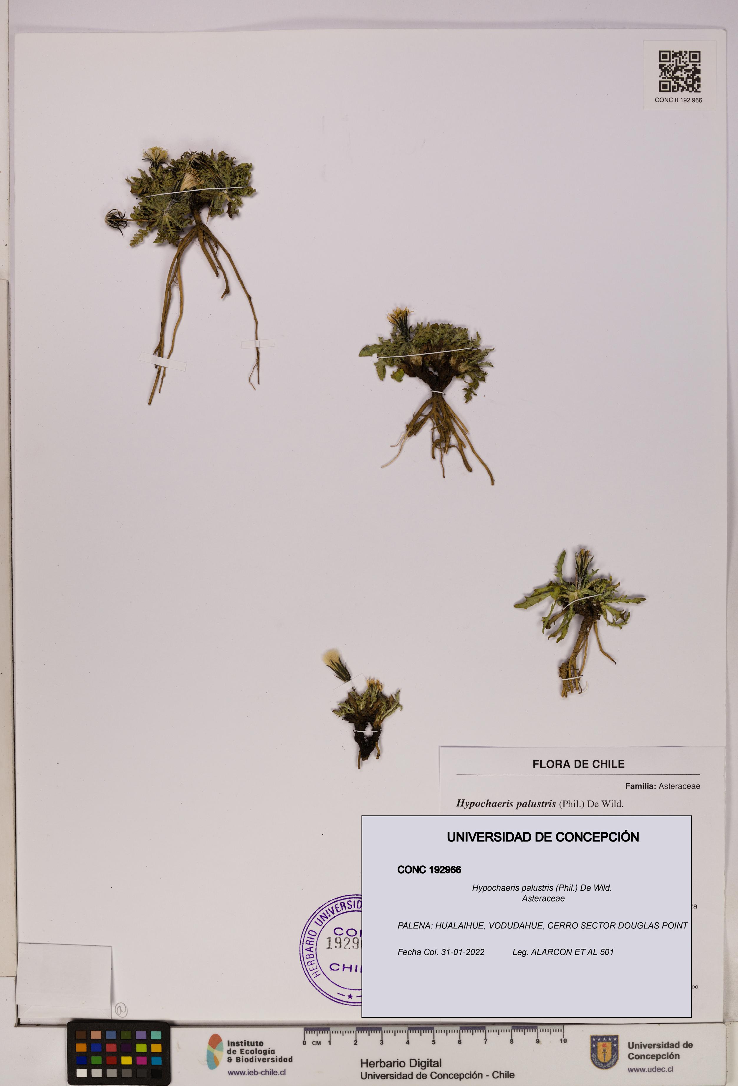 Hypochaeris palustris [Espécimen: UDEC:CONC:0192966]