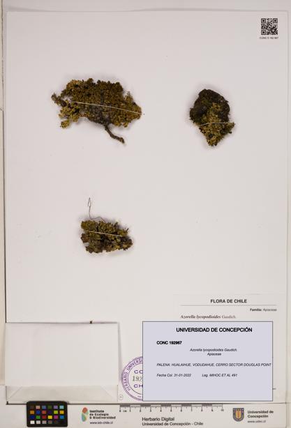 Azorella lycopodioides [Espécimen: ]