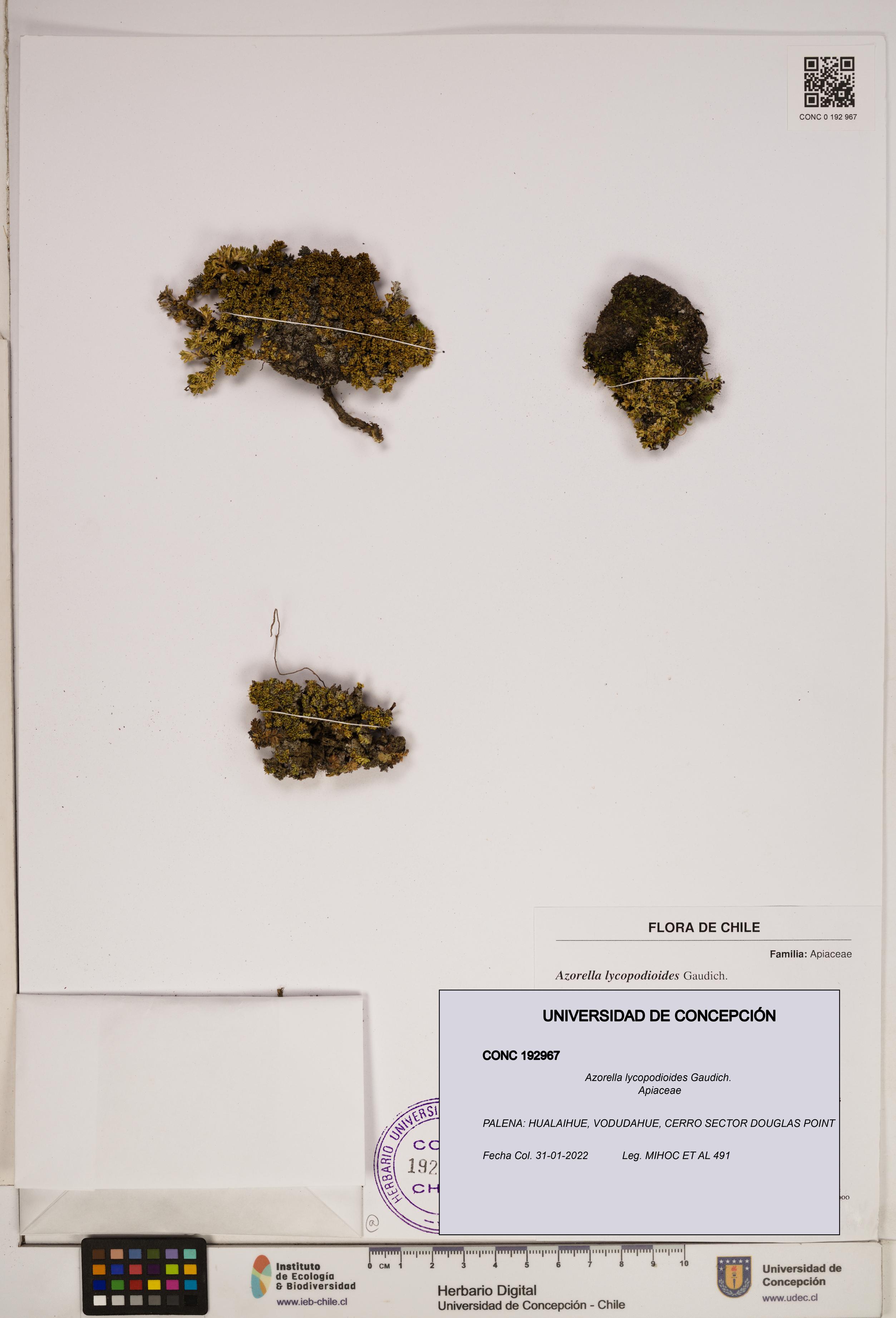 Azorella lycopodioides [Espécimen: ]