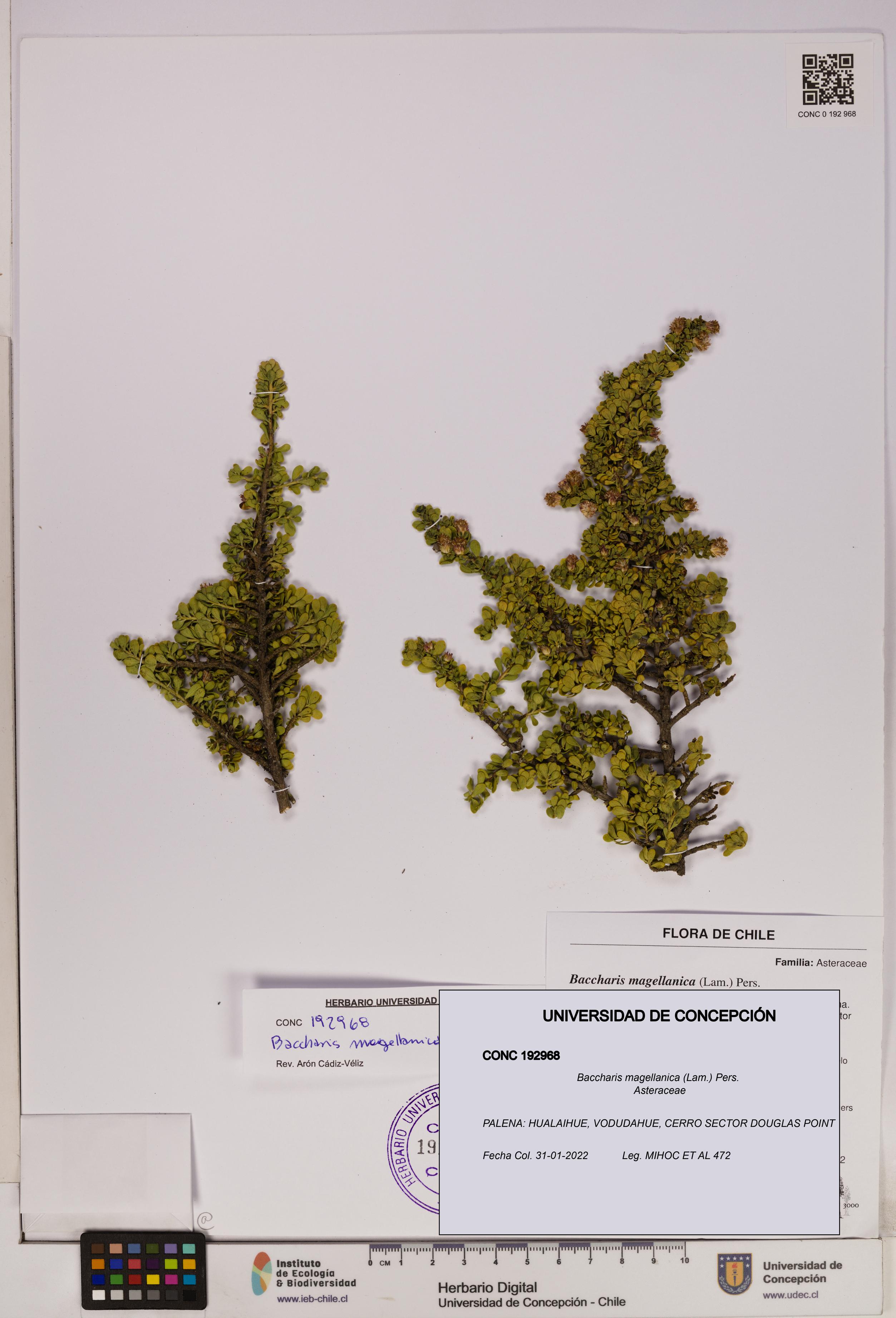 Baccharis magellanica [Espécimen: UDEC:CONC:0192968]