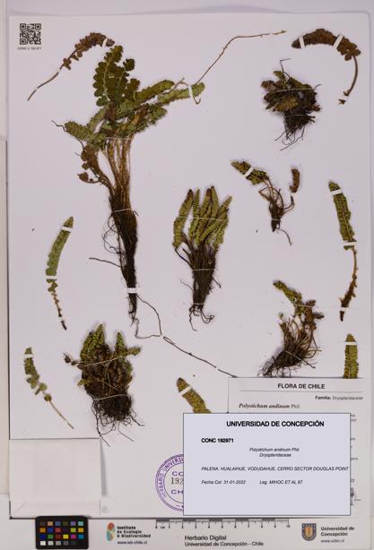 Polystichum andinum [Espécimen: UDEC:CONC:0192971]