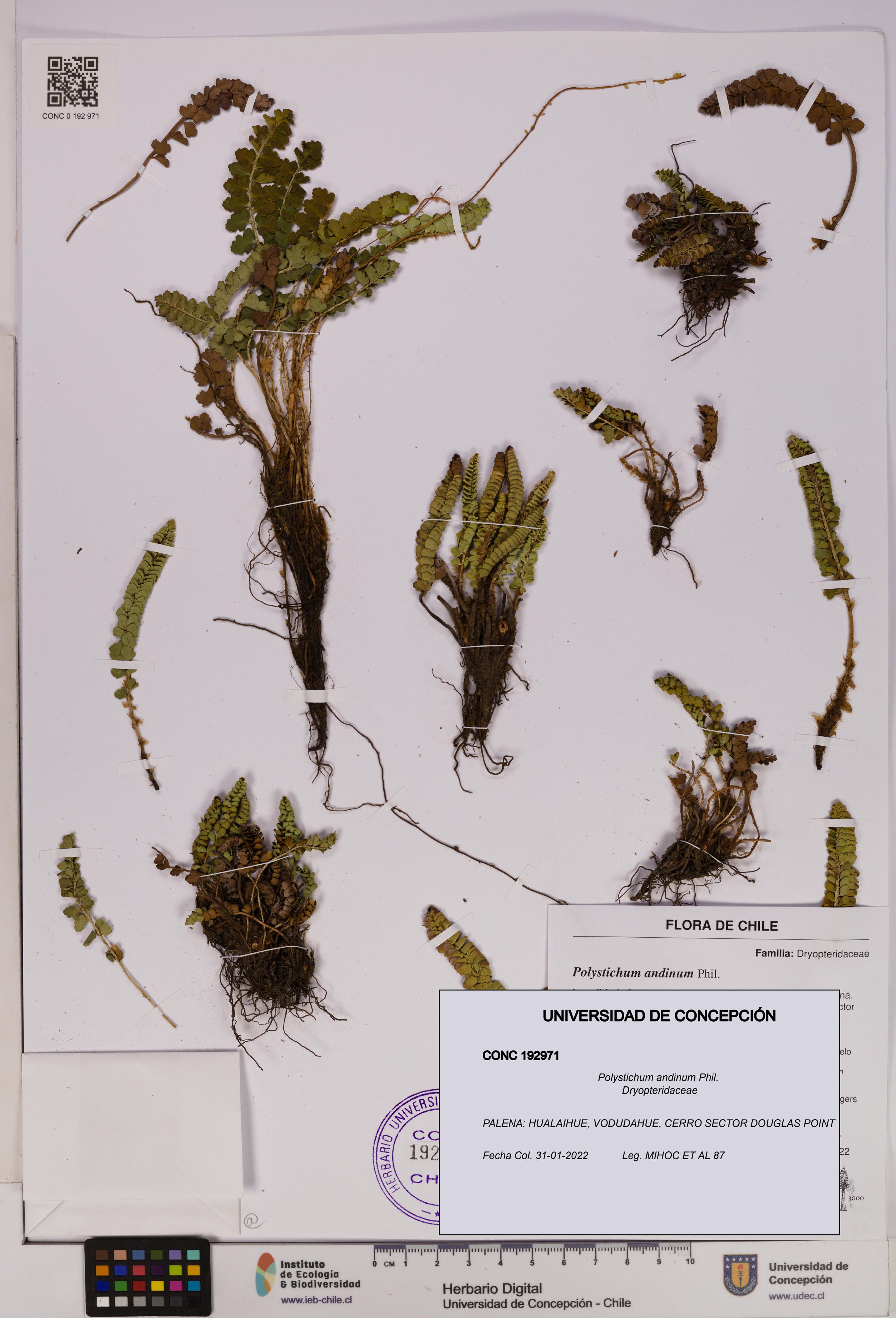 Polystichum andinum [Espécimen: UDEC:CONC:0192971]