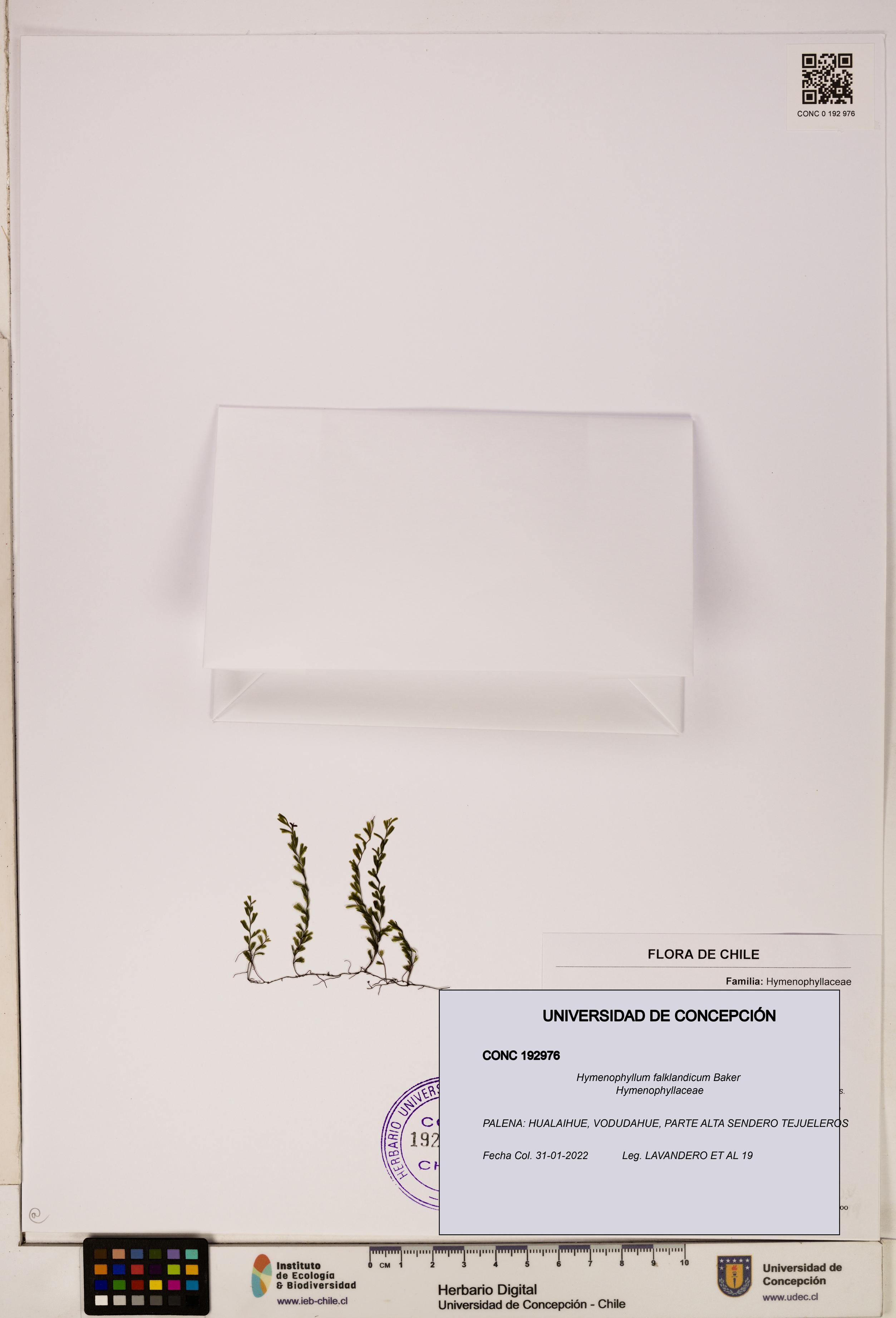 Hymenophyllum falklandicum [Espécimen: UDEC:CONC:0192976]