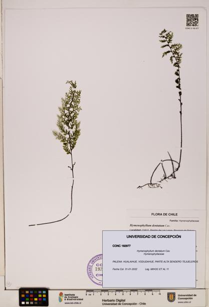 Hymenophyllum dentatum [Espécimen: UDEC:CONC:0192977]