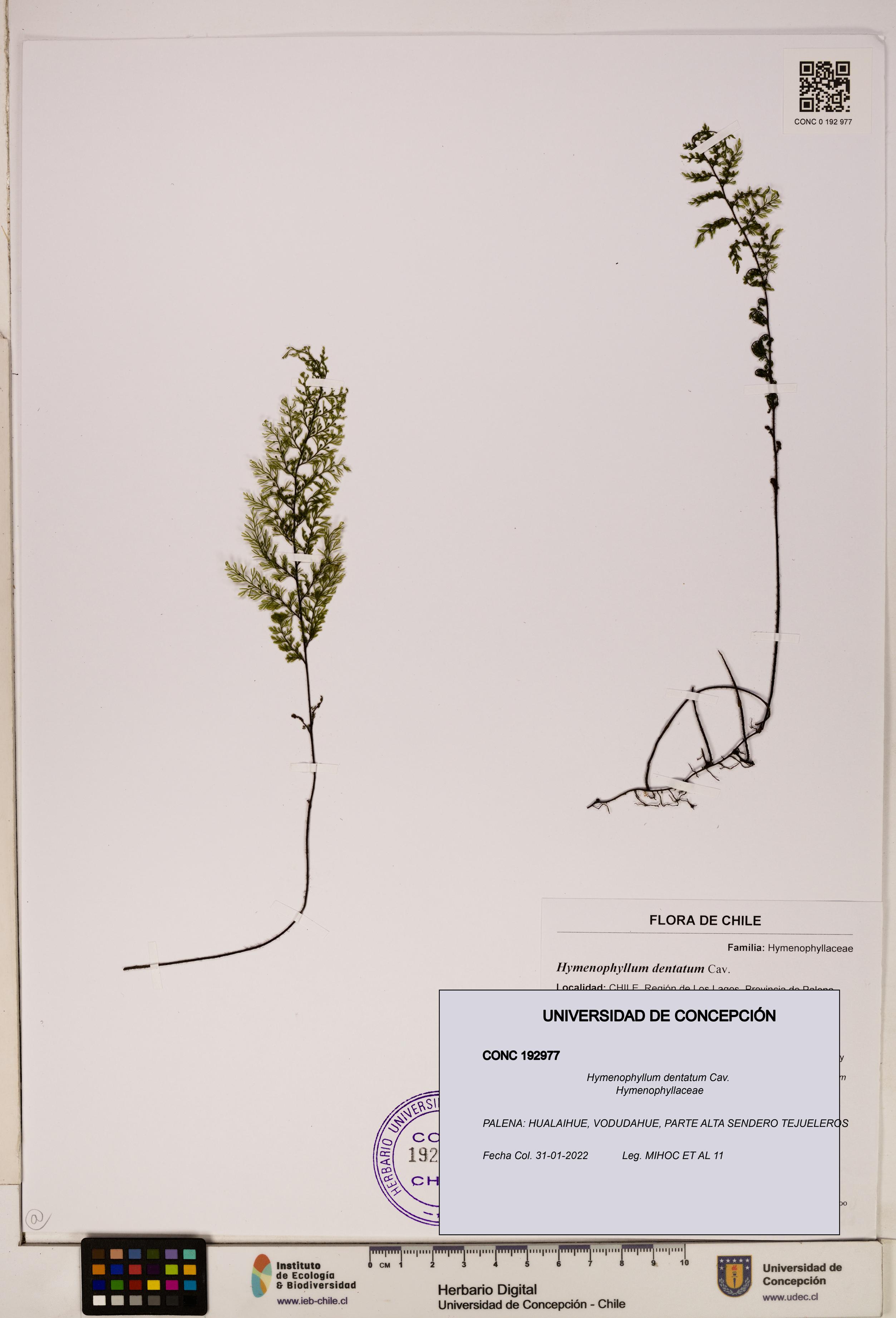 Hymenophyllum dentatum [Espécimen: UDEC:CONC:0192977]