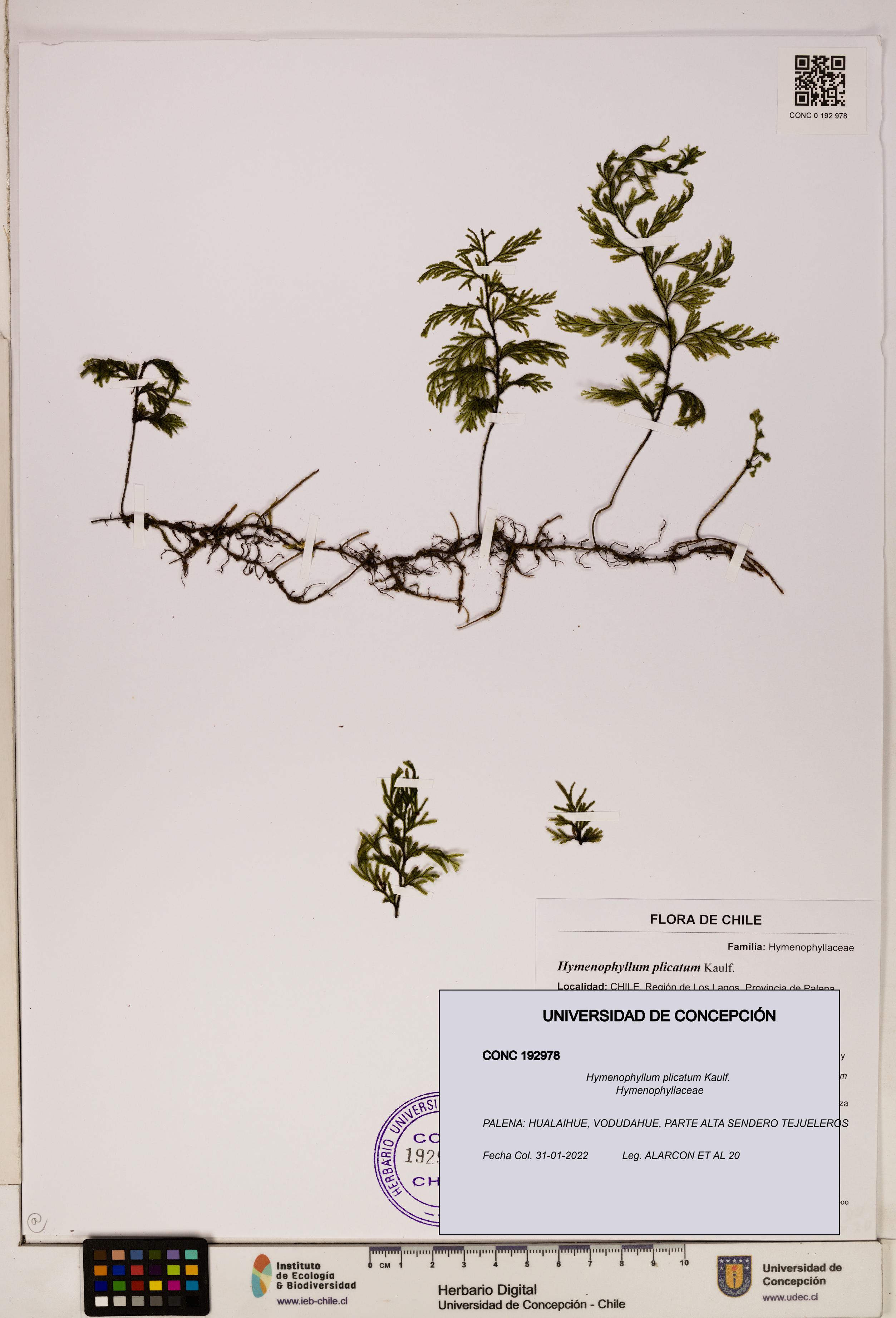 Hymenophyllum plicatum [Espécimen: ]