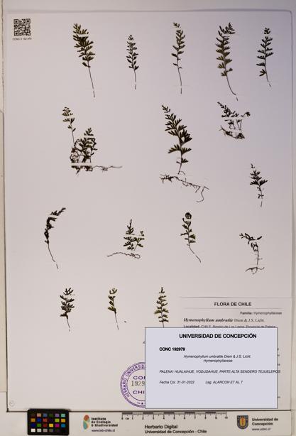 Hymenophyllum umbratile [Espécimen: ]
