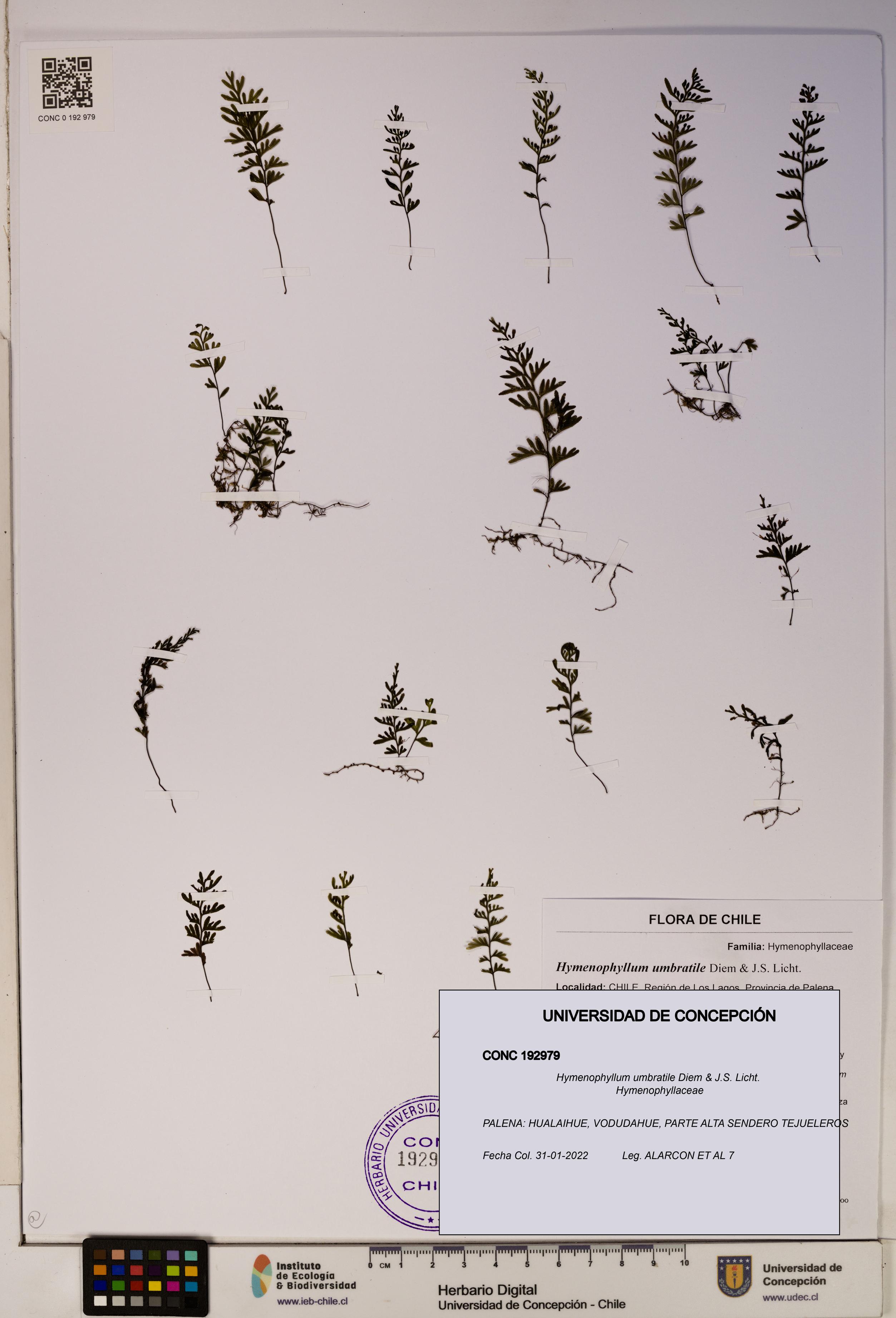 Hymenophyllum umbratile [Espécimen: ]