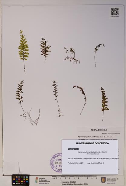 Hymenophyllum umbratile [Espécimen: ]