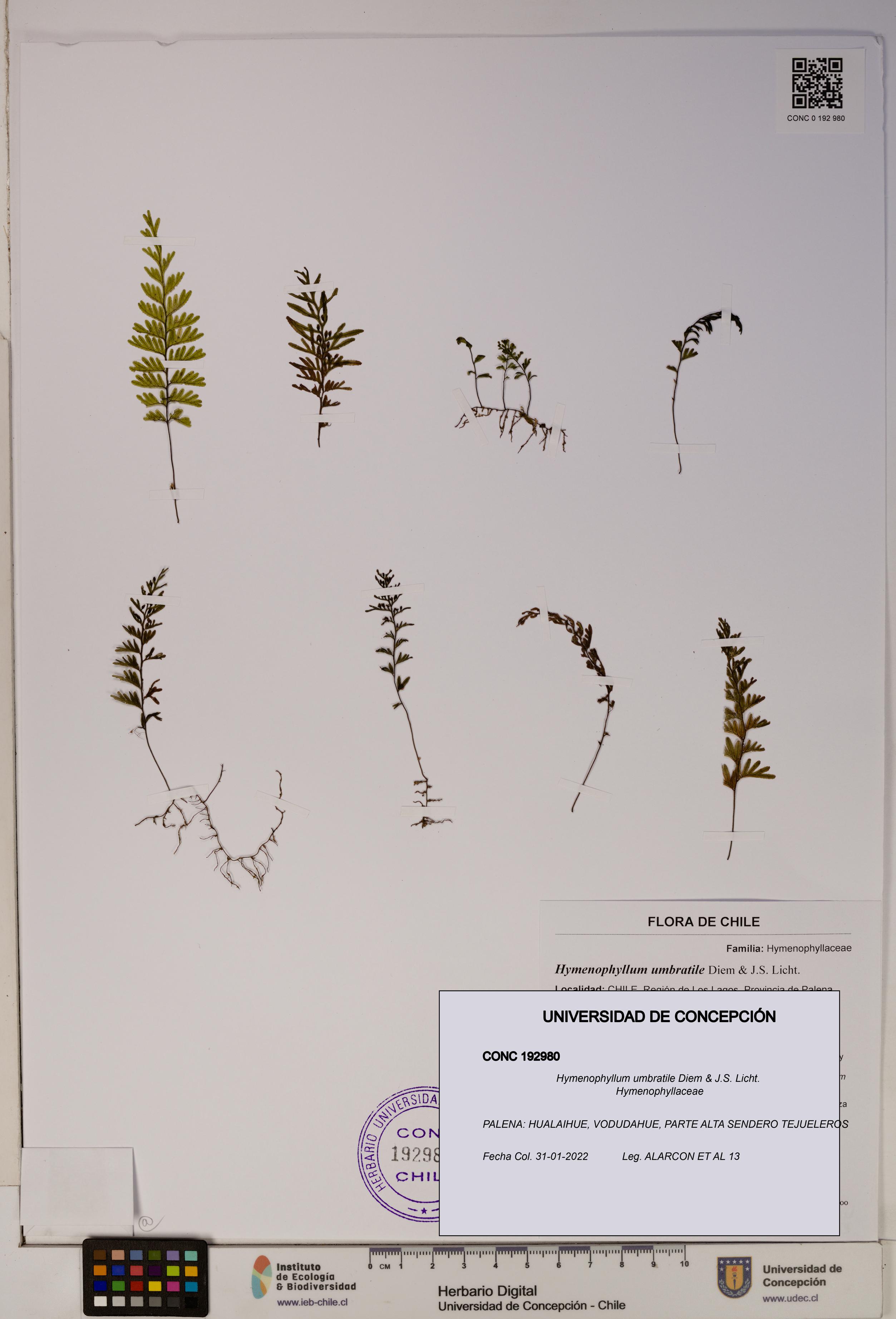 Hymenophyllum umbratile [Espécimen: ]
