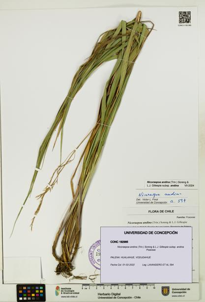 Nicoraepoa andina subsp. andina [Espécimen: UDEC:CONC:0192985]