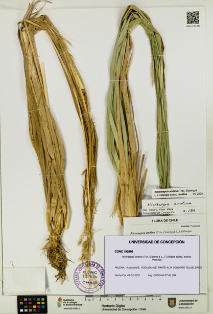 Nicoraepoa andina subsp. andina [Espécimen: UDEC:CONC:0192986]