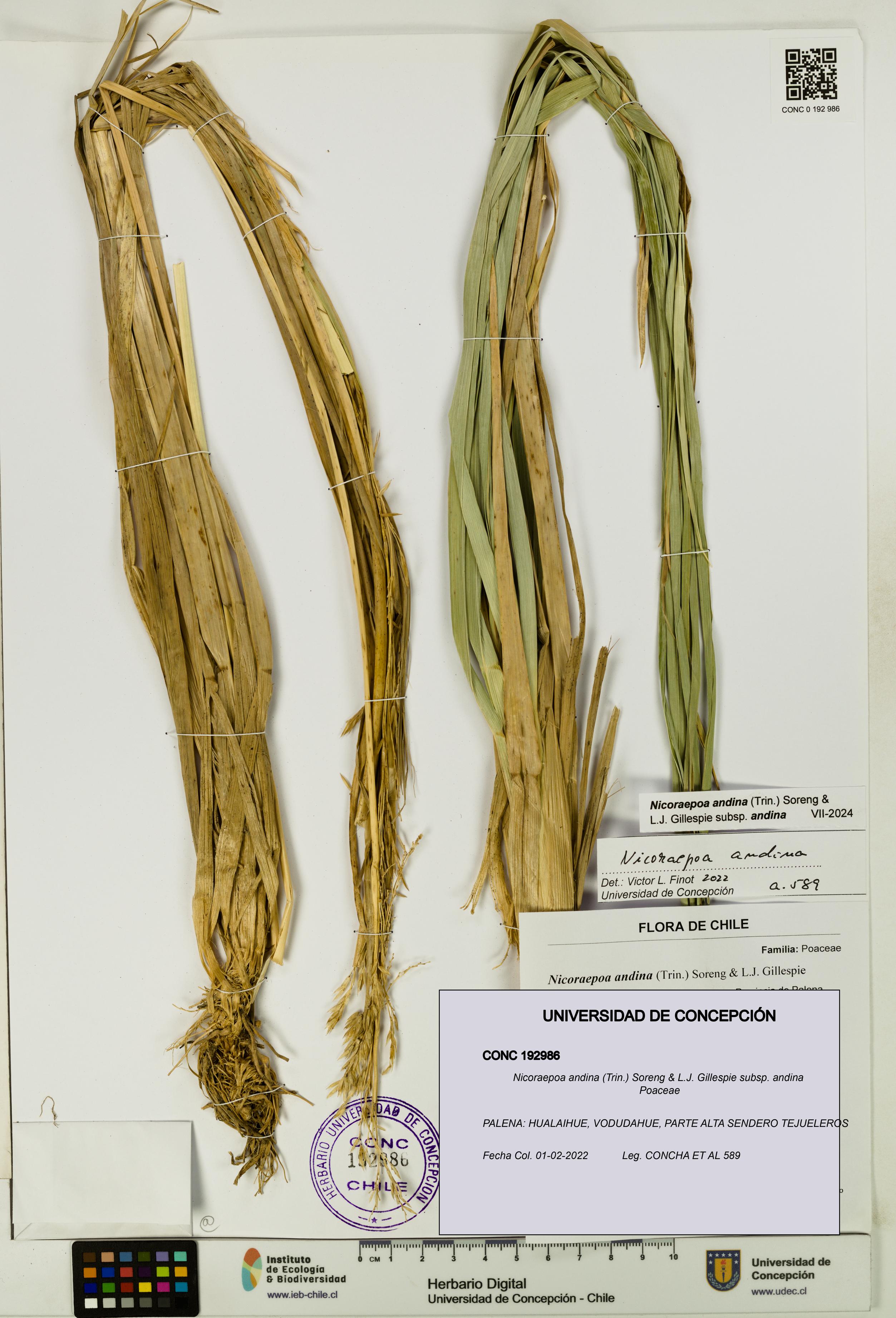 Nicoraepoa andina subsp. andina [Espécimen: UDEC:CONC:0192986]