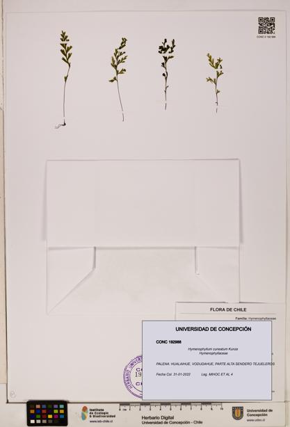 Hymenophyllum cuneatum [Espécimen: UDEC:CONC:0192988]