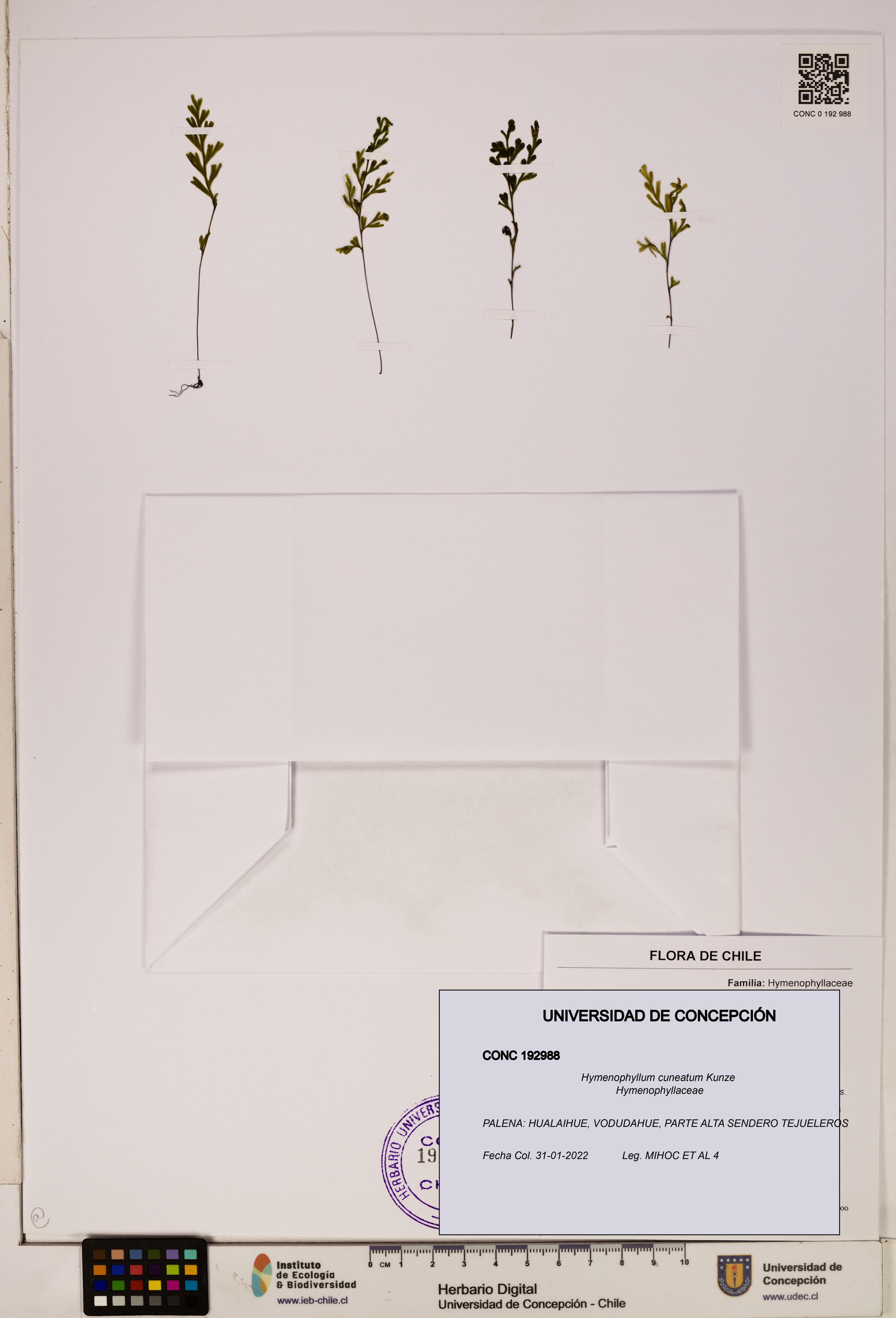 Hymenophyllum cuneatum [Espécimen: UDEC:CONC:0192988]