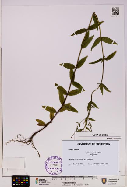 Epilobium glaucum [Espécimen: UDEC:CONC:0192989]