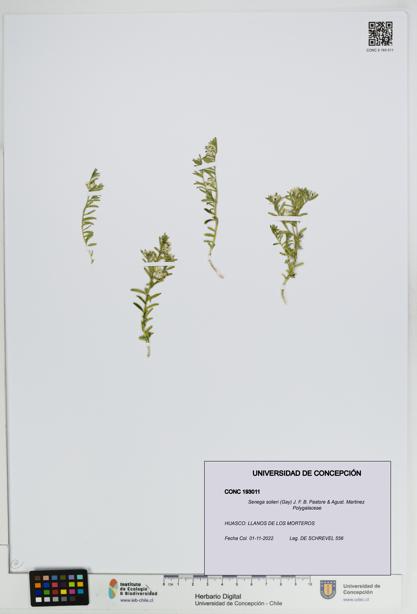 Senega solieri [Espécimen: UDEC:CONC:0193011]