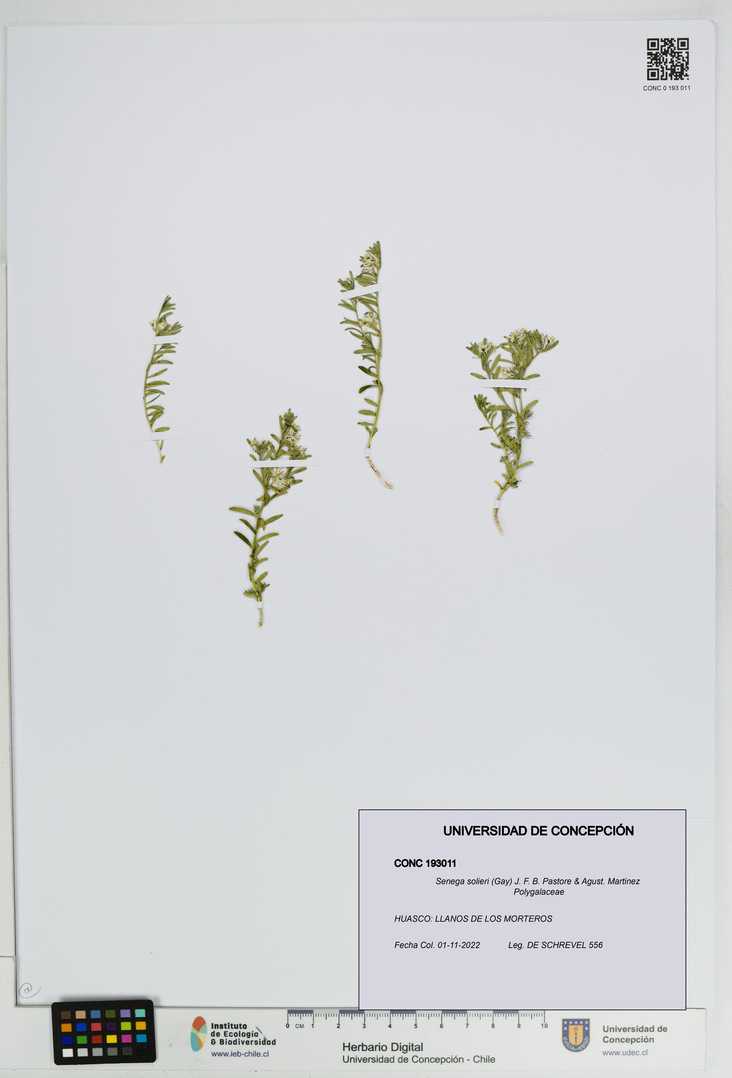 Senega solieri [Espécimen: UDEC:CONC:0193011]