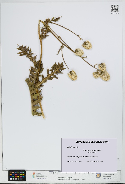 Polyachyrus carduoides [Espécimen: UDEC:CONC:0193015]