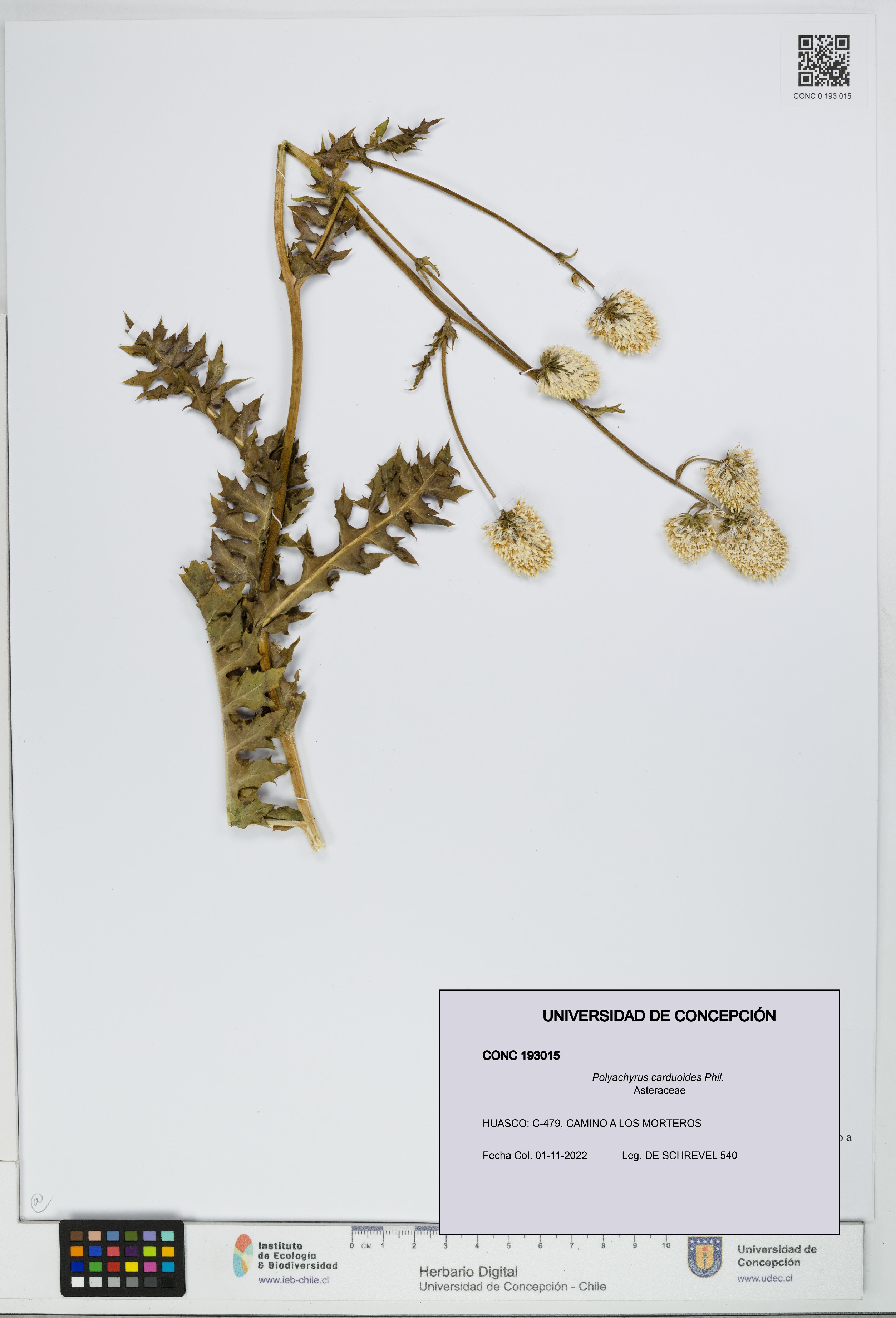 Polyachyrus carduoides [Espécimen: UDEC:CONC:0193015]