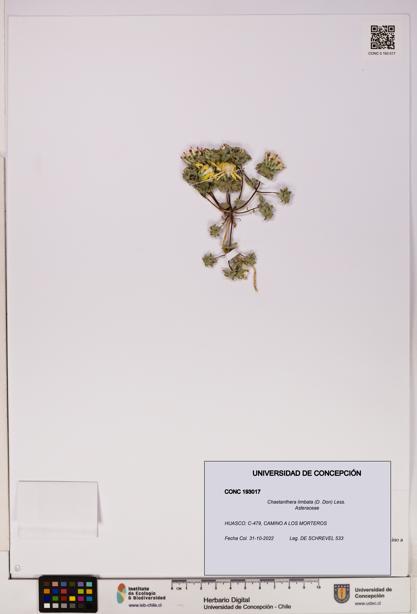 Chaetanthera limbata [Espécimen: UDEC:CONC:0193017]