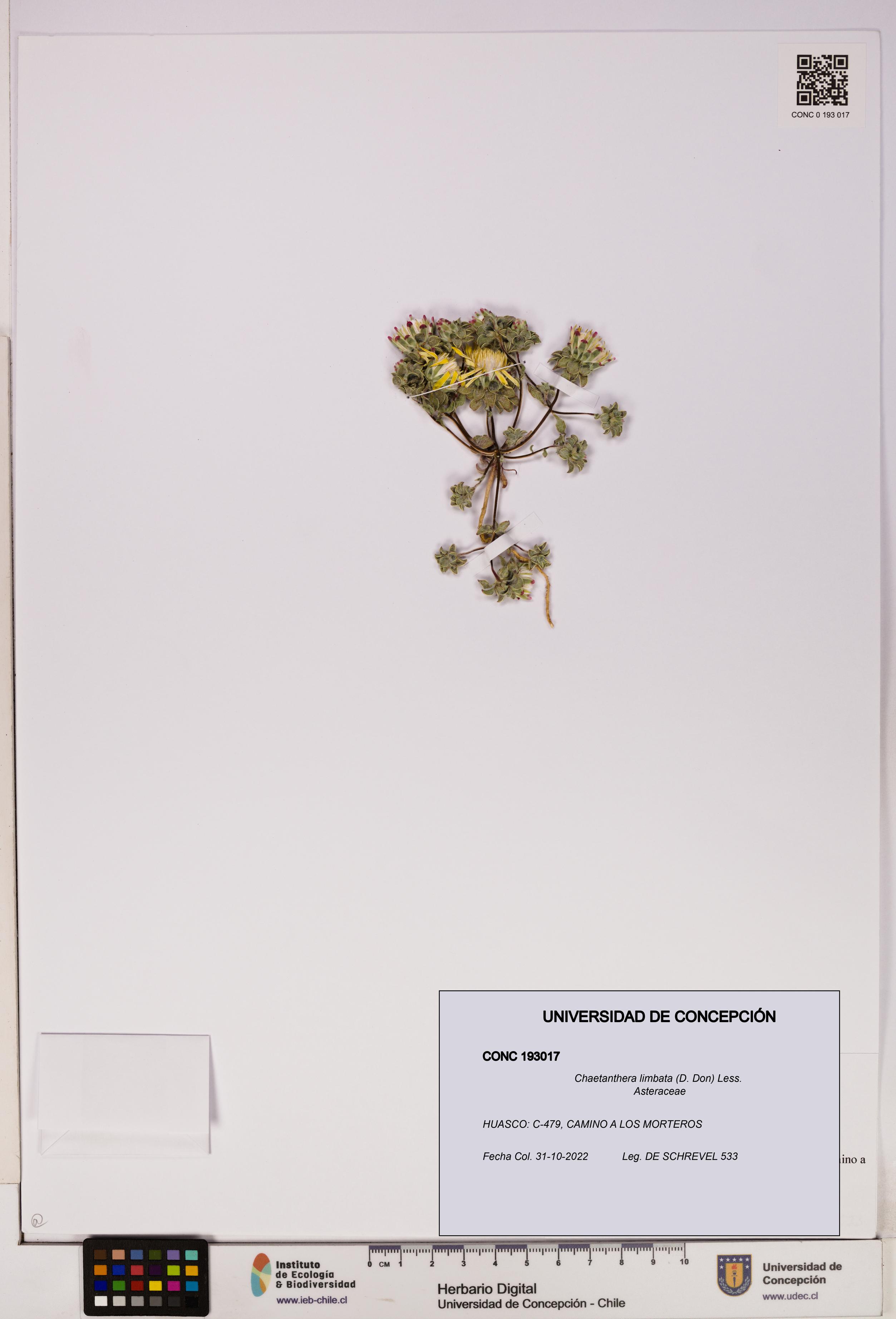 Chaetanthera limbata [Espécimen: UDEC:CONC:0193017]