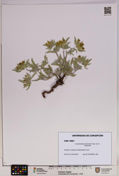 Cruckshanksia hymenodon [Espécimen: UDEC:CONC:0193021]