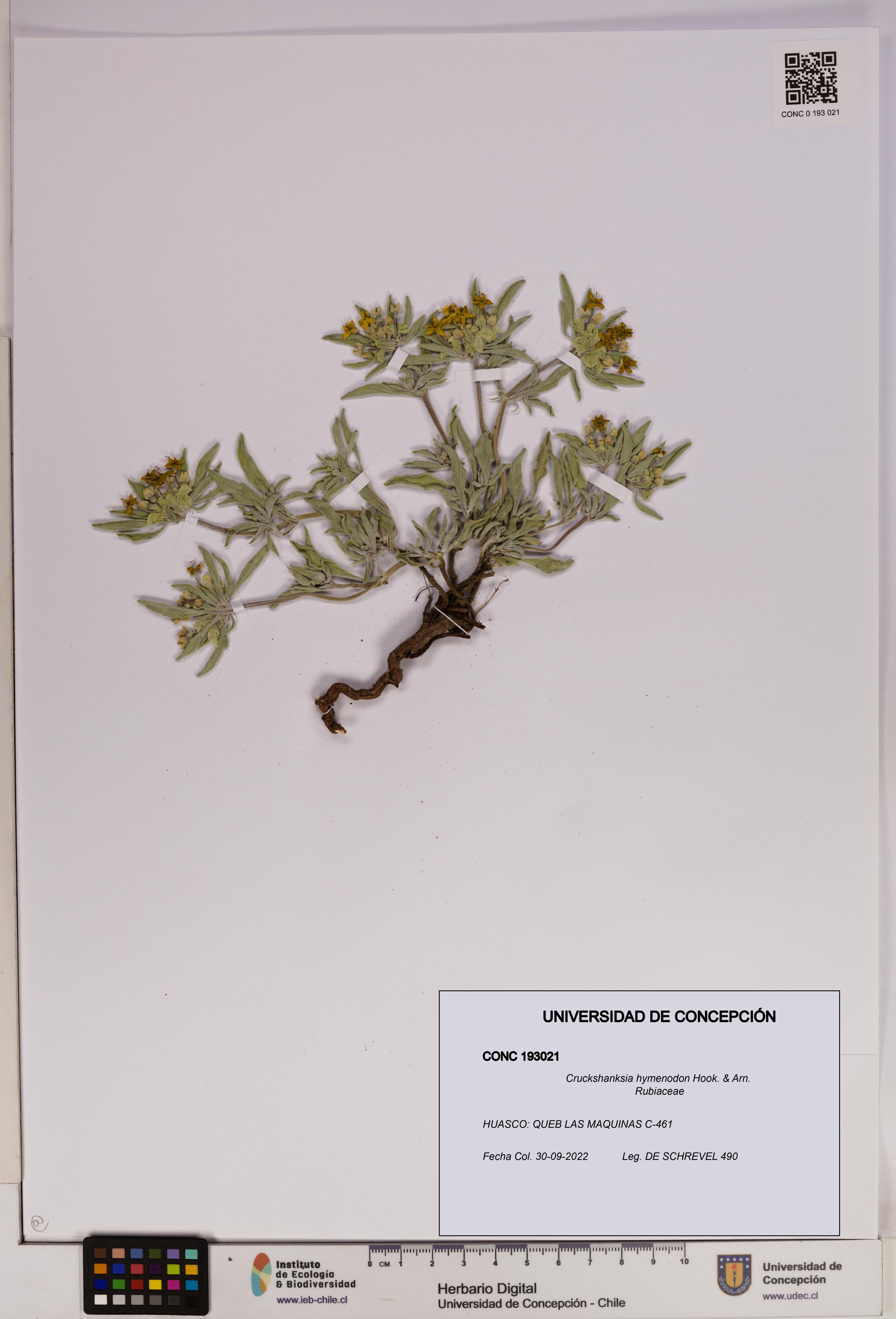 Cruckshanksia hymenodon [Espécimen: UDEC:CONC:0193021]