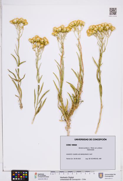 Senecio proteus var. proteus [Espécimen: ]