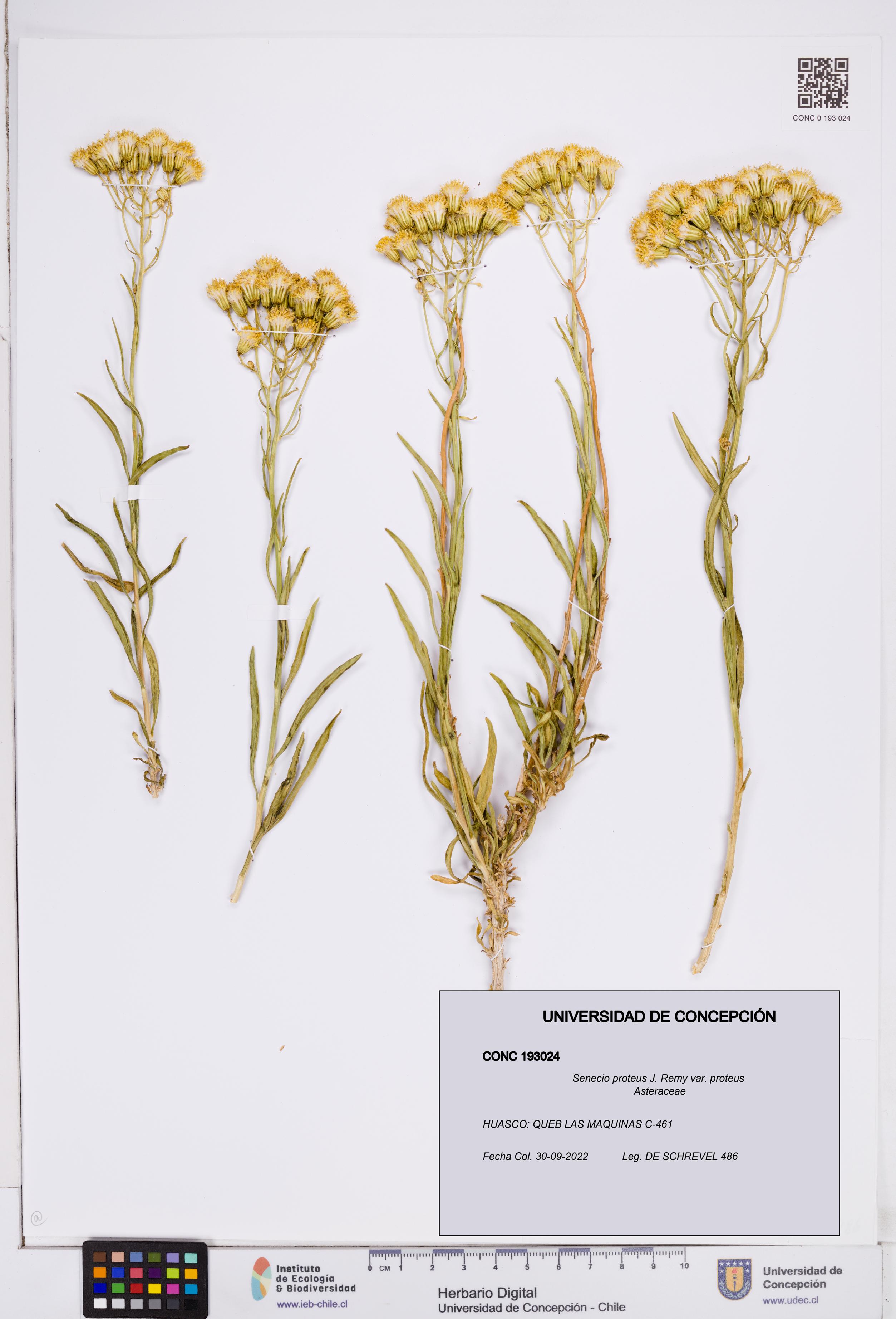 Senecio proteus var. proteus [Espécimen: ]