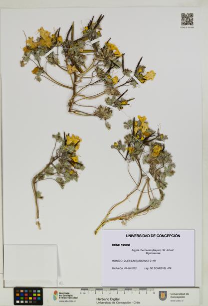 Argylia checoensis [Espécimen: UDEC:CONC:0193036]