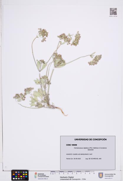 Homalocarpus digitatus [Espécimen: ]