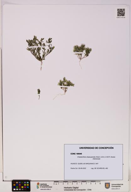 Chaetanthera depauperata [Espécimen: UDEC:CONC:0193045]