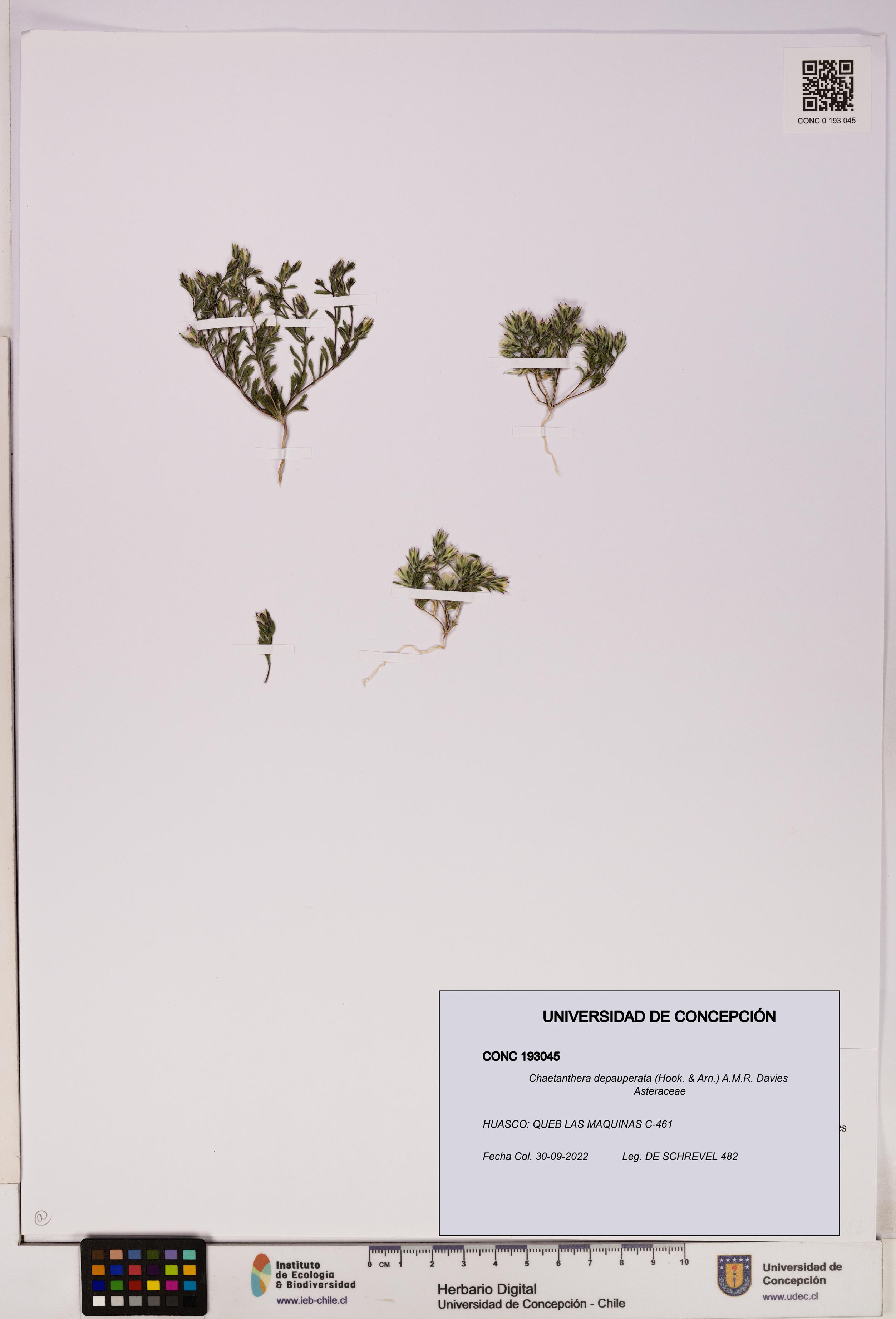 Chaetanthera depauperata [Espécimen: UDEC:CONC:0193045]