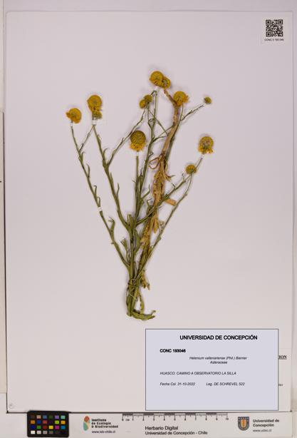 Helenium vallenariense [Espécimen: UDEC:CONC:0193046]