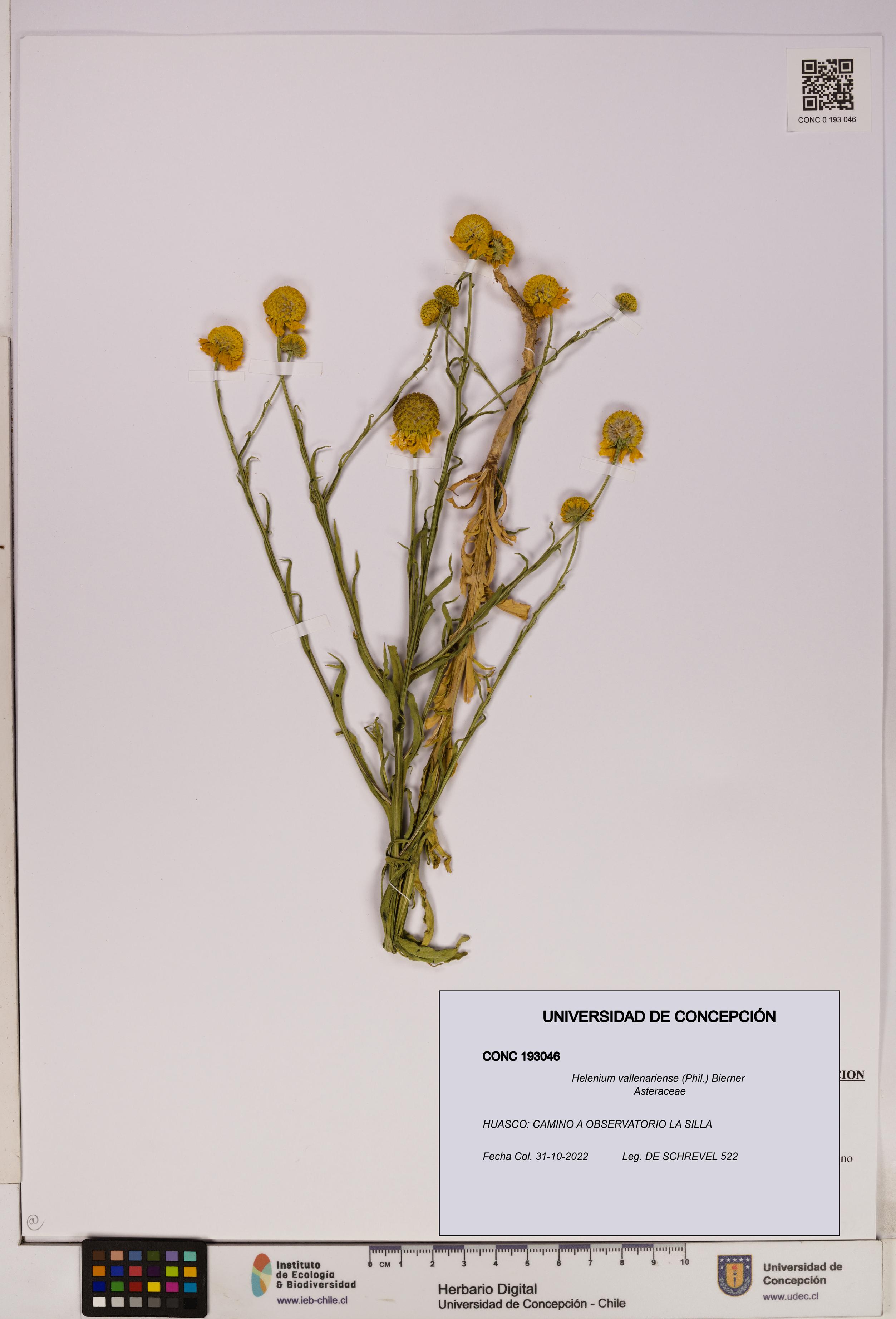 Helenium vallenariense [Espécimen: UDEC:CONC:0193046]