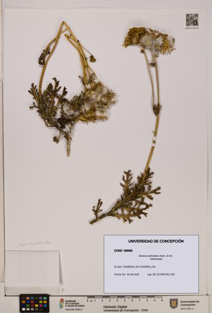 Senecio bahioides [Espécimen: UDEC:CONC:0193053]