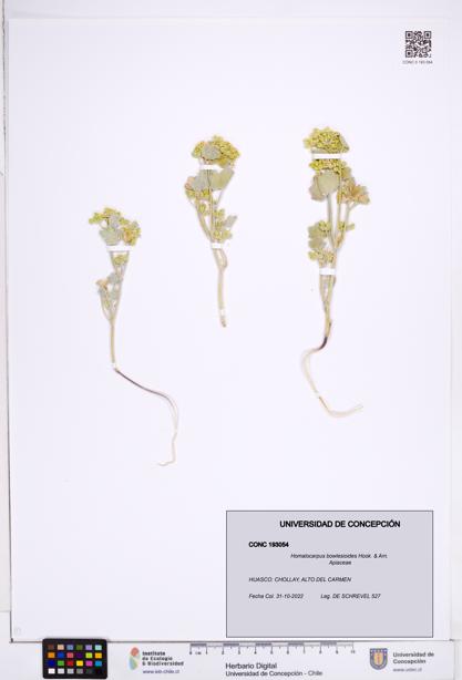 Homalocarpus bowlesioides [Espécimen: ]