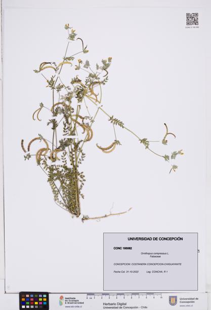 Ornithopus compressus [Espécimen: ]