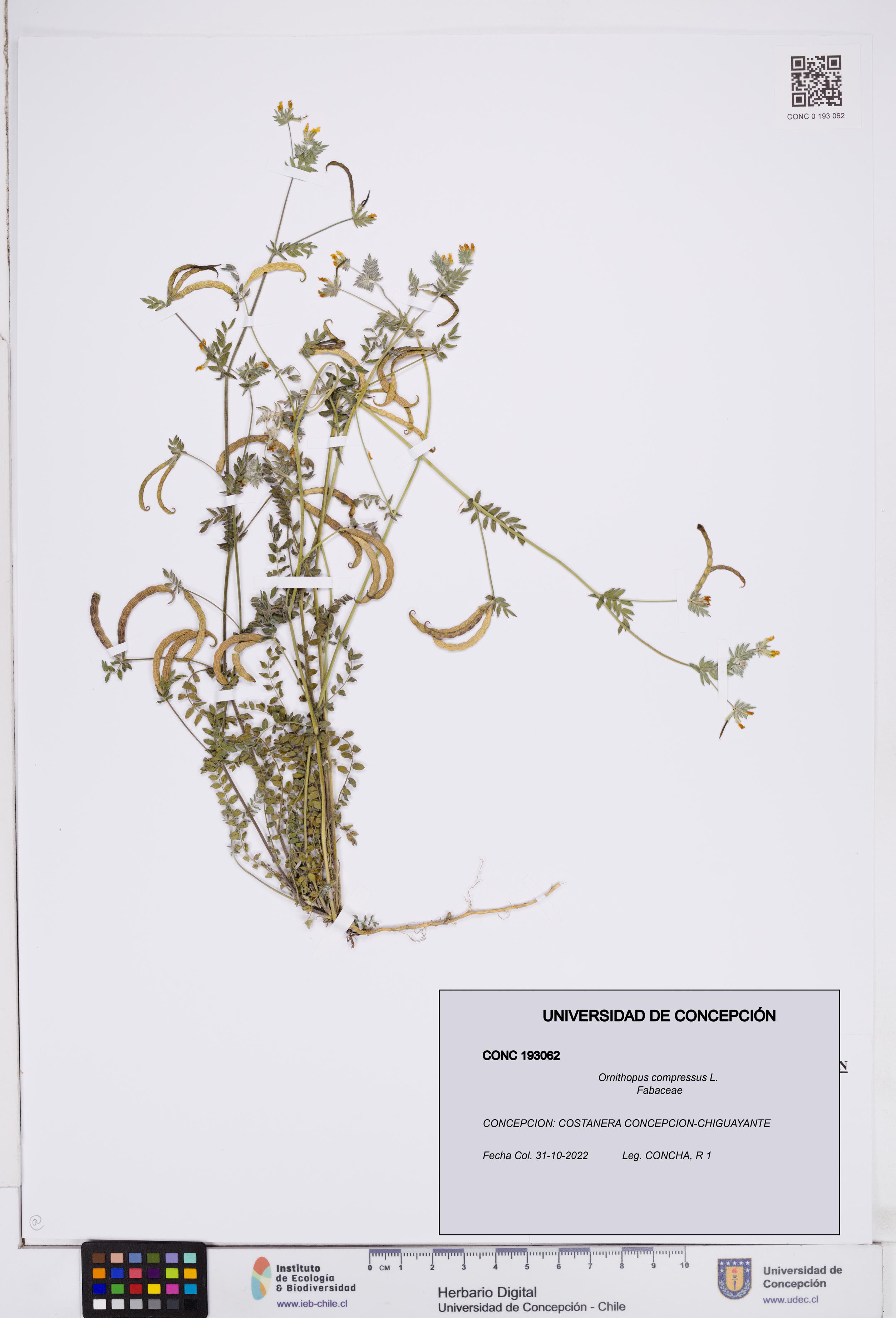 Ornithopus compressus [Espécimen: ]