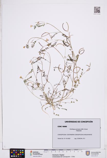 Ornithopus pinnatus [Espécimen: ]