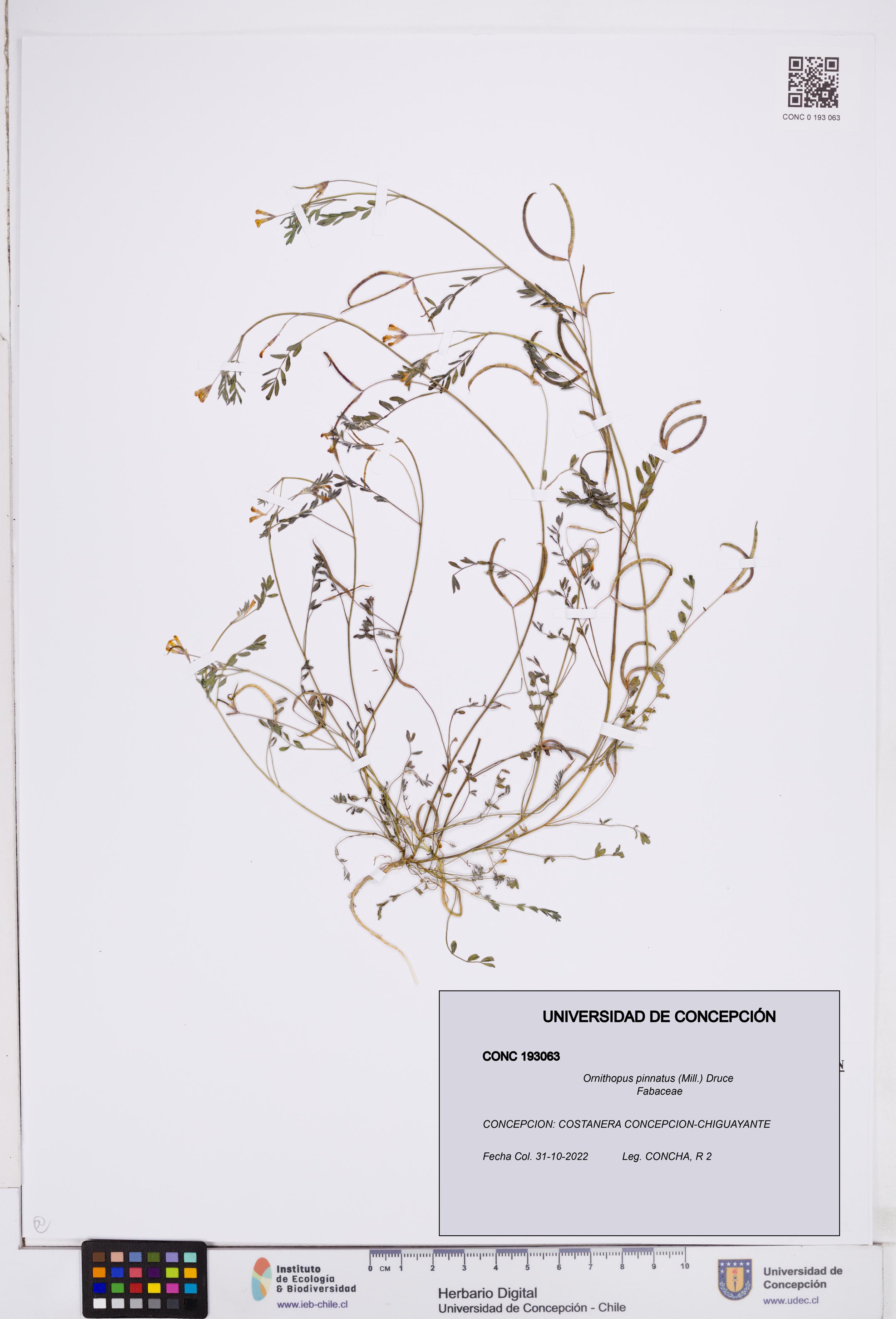 Ornithopus pinnatus [Espécimen: ]