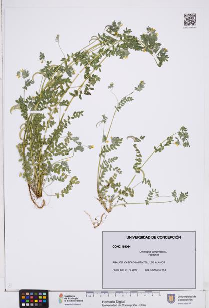 Ornithopus compressus [Espécimen: ]